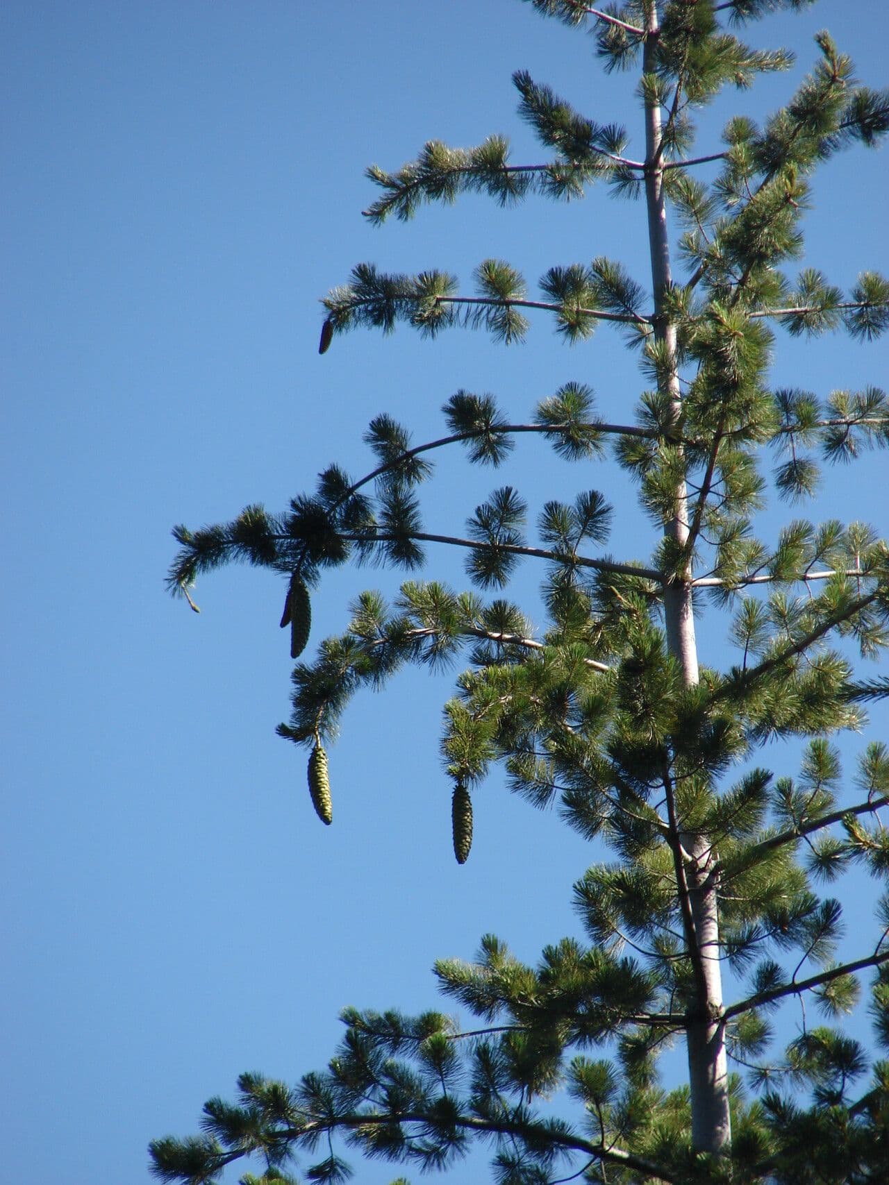 Pinus lambertiana