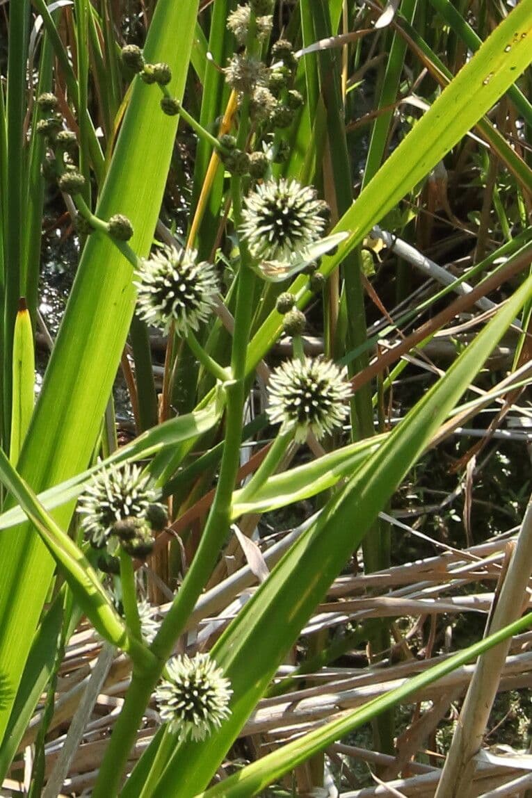 Sparganium erectum