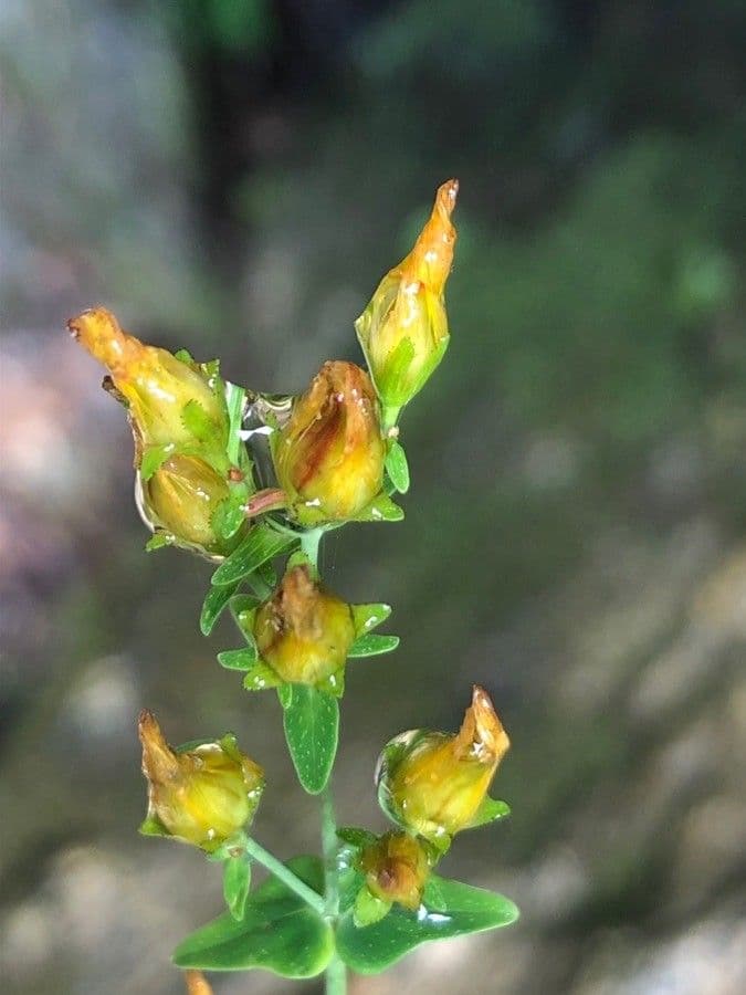 Hypericum pulchrum