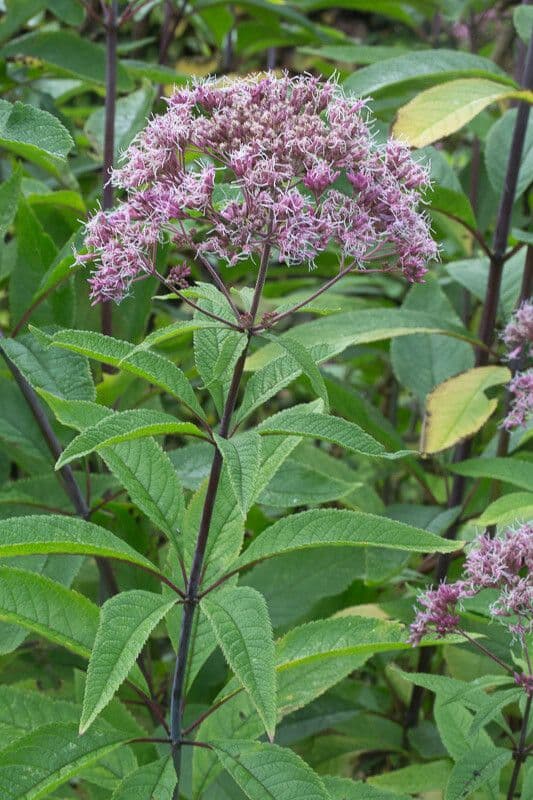 Eutrochium fistulosum