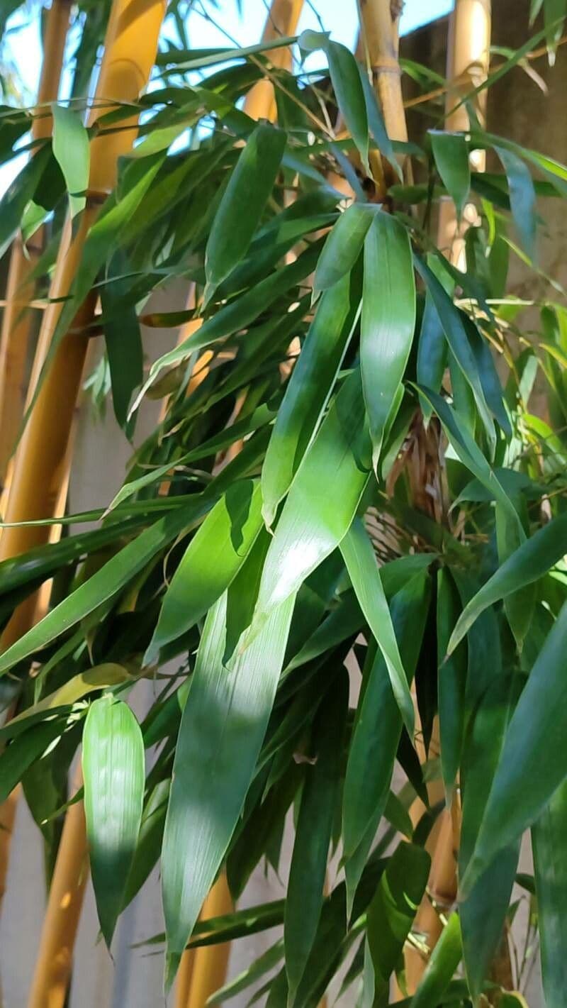 Phyllostachys aureosulcata