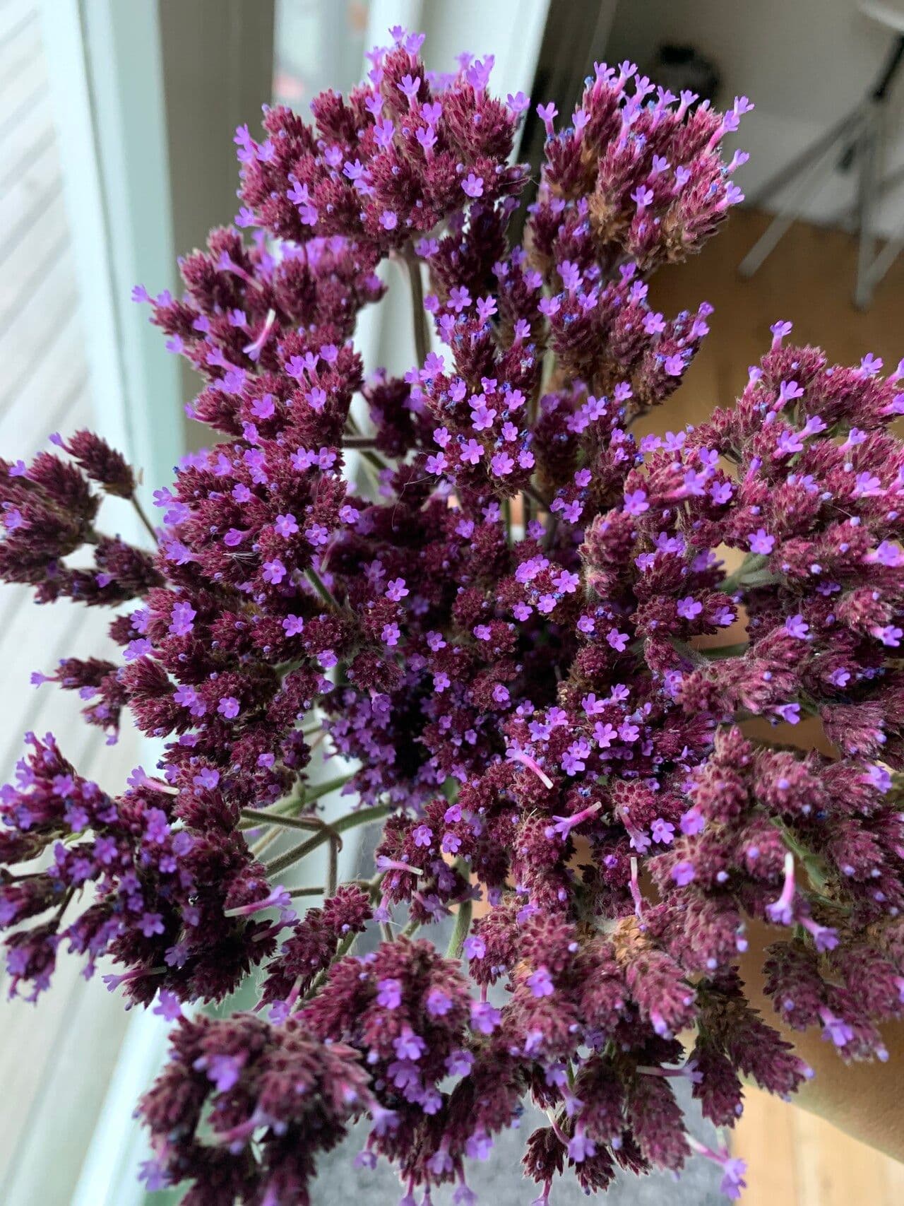 Verbena litoralis