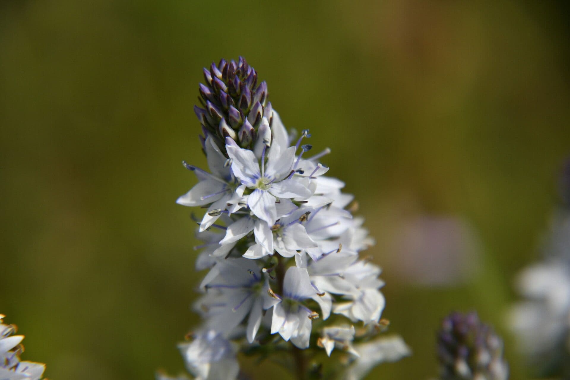 Veronica prostrata