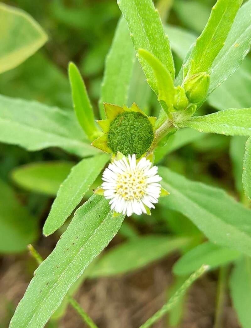 Eclipta prostrata