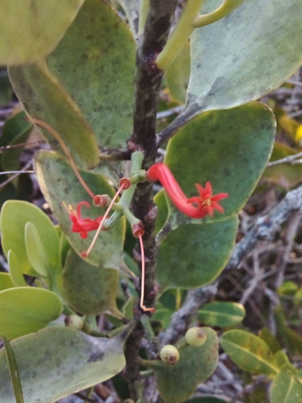 Kalanchoe rotundifolia