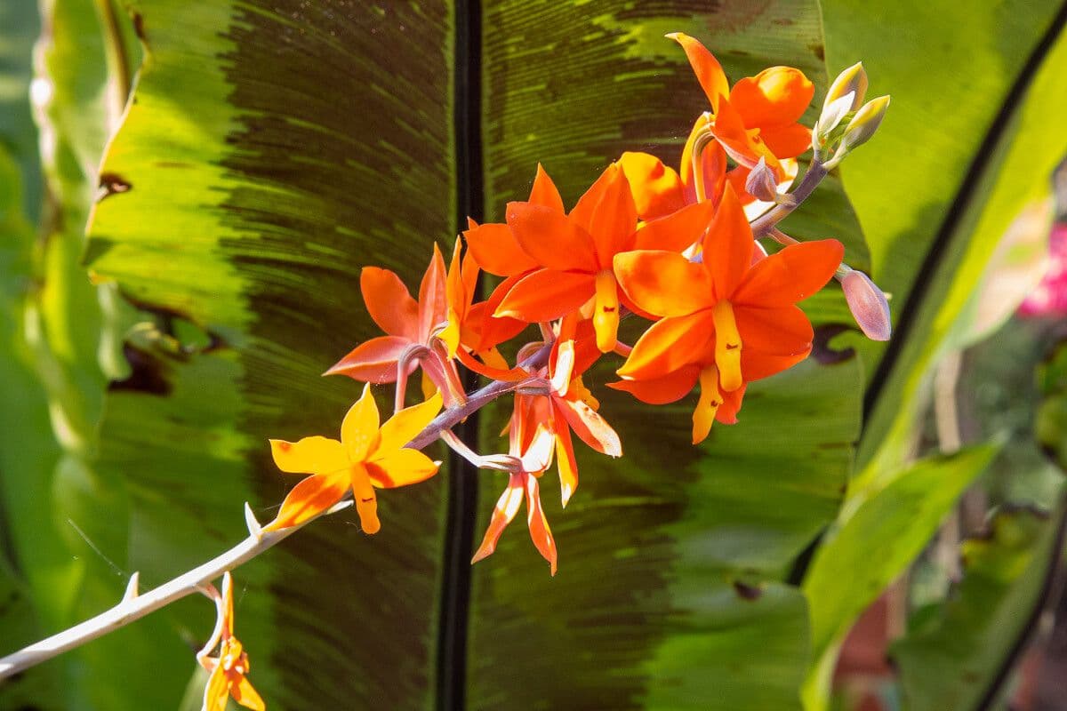 Prosthechea vitellina