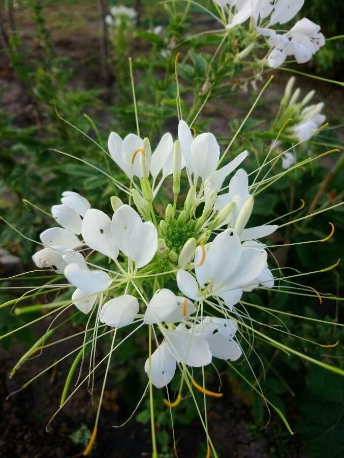 Cleome speciosa