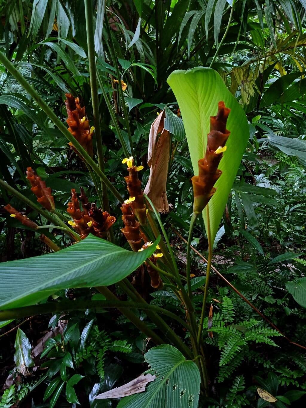 Calathea lutea