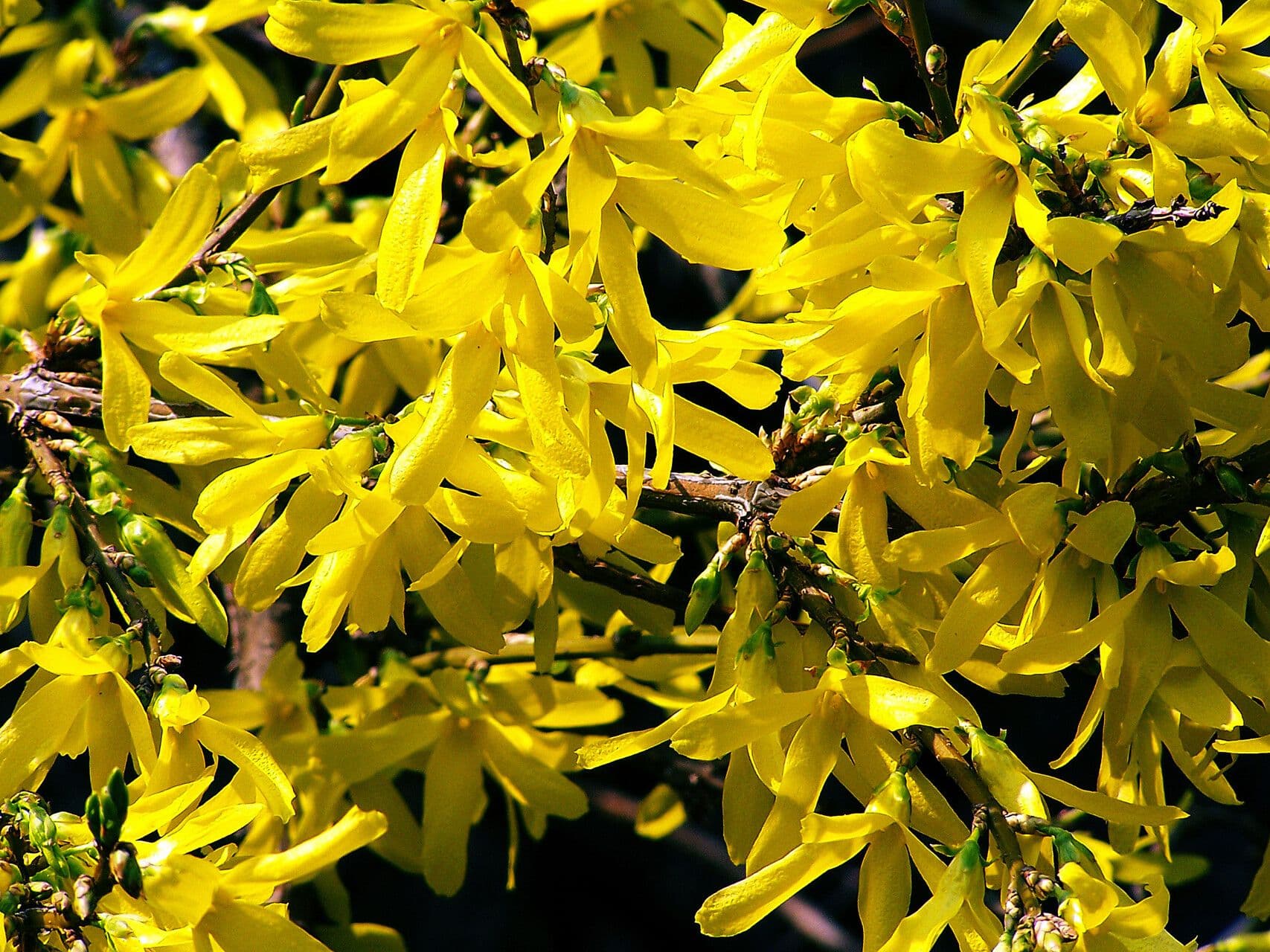 Forsythia suspensa