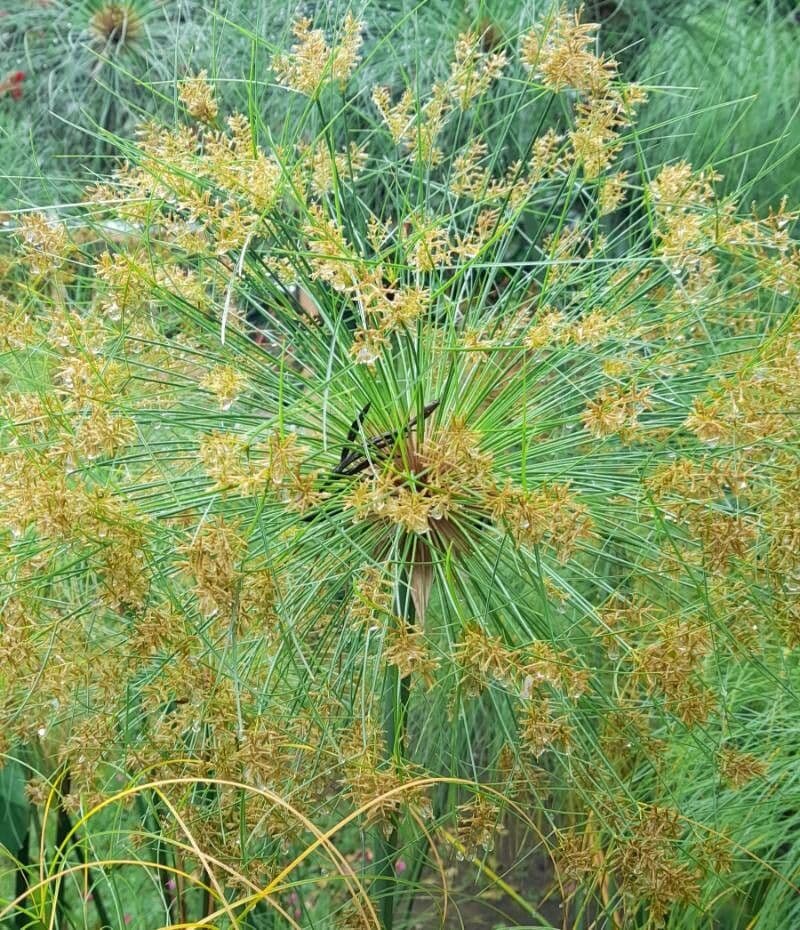 Cyperus papyrus