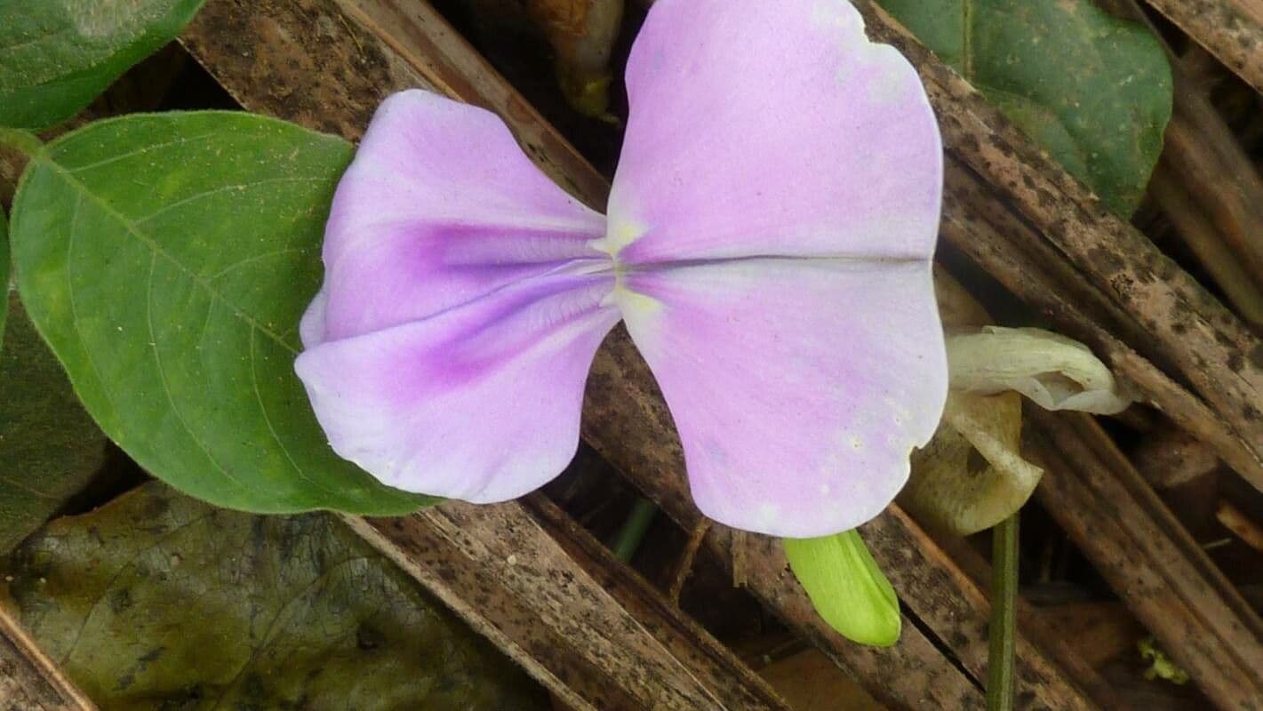 Vigna vexillata