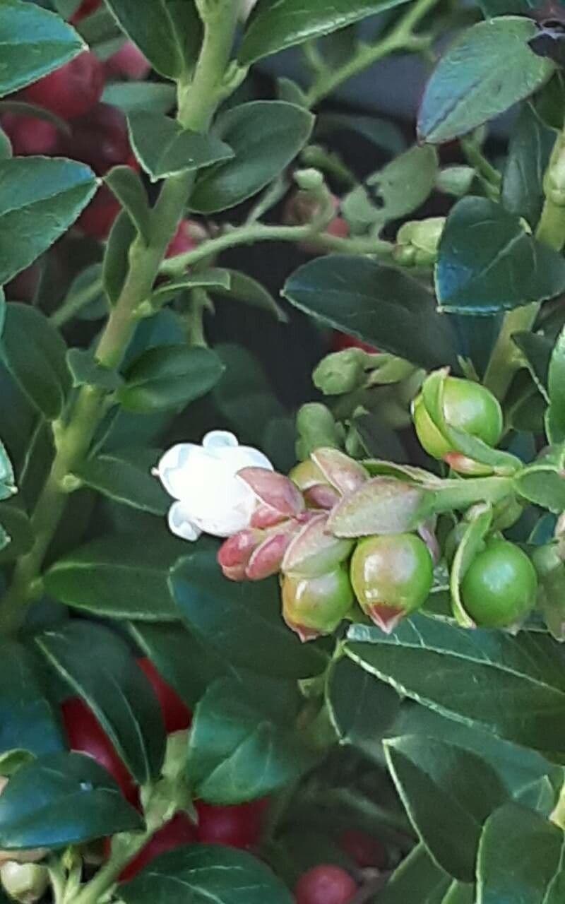 Vaccinium vitis-idaea