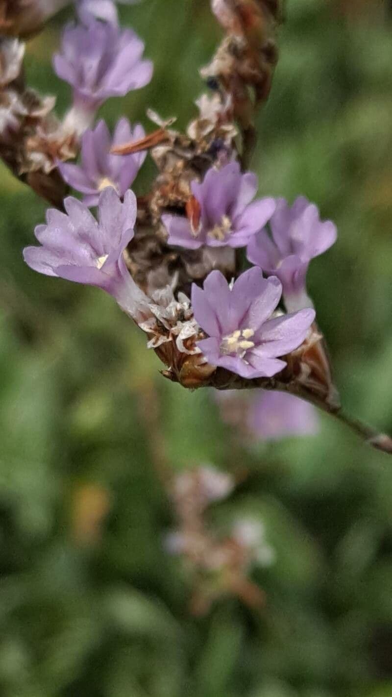 Limonium binervosum