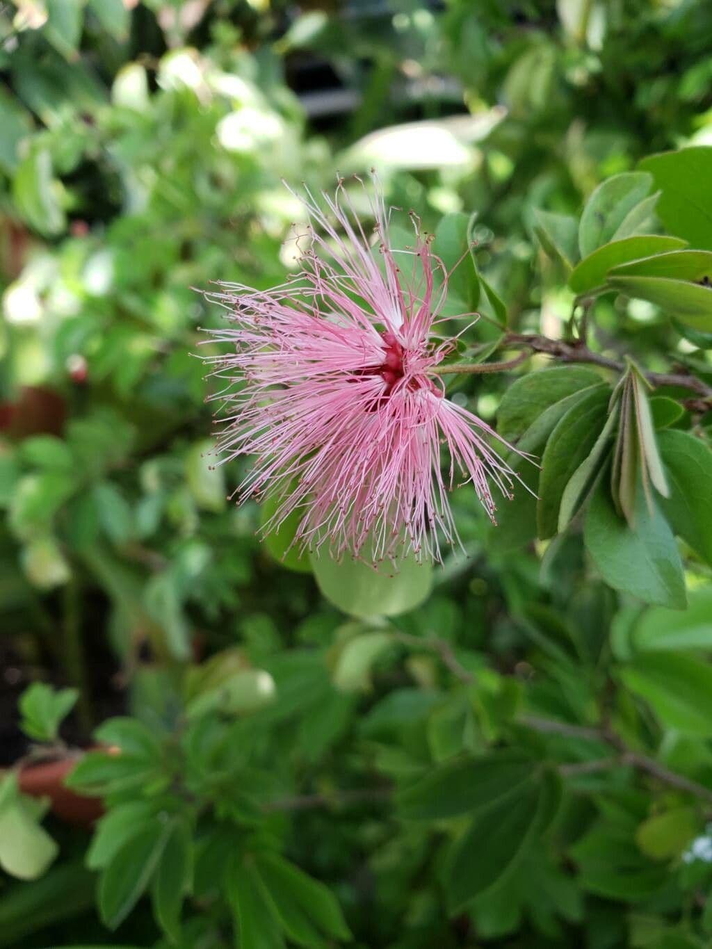 Calliandra tergemina