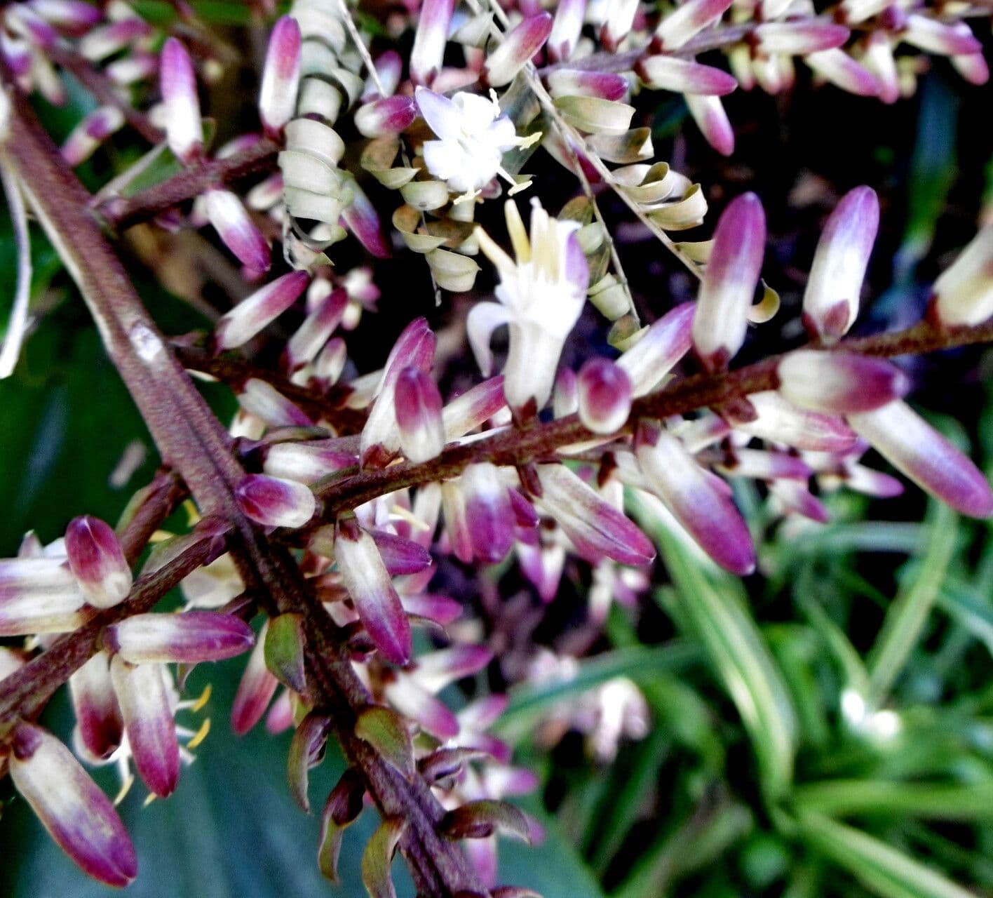 Cordyline fruticosa