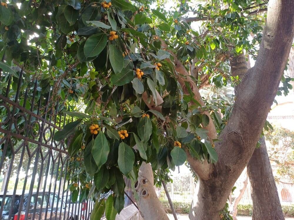 Ficus altissima