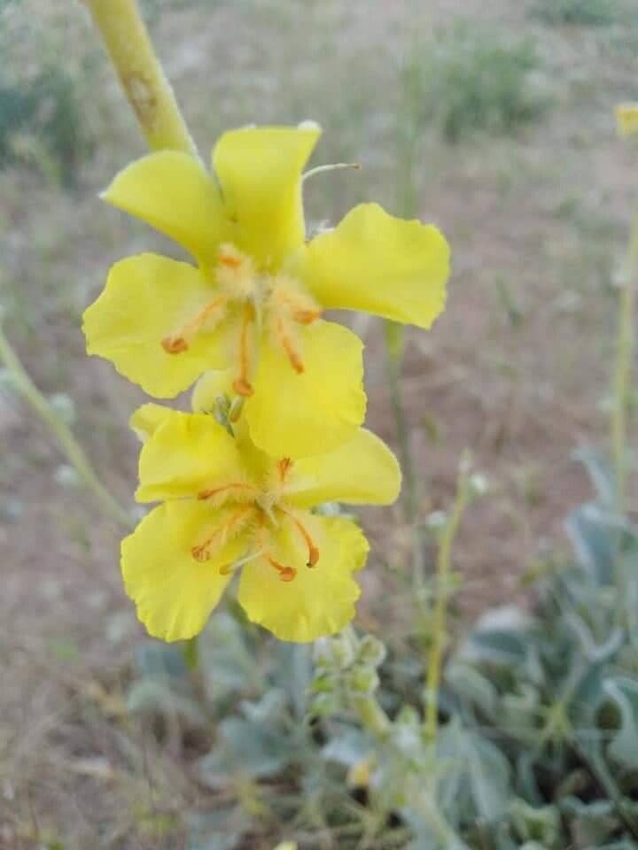 Verbascum sinaiticum