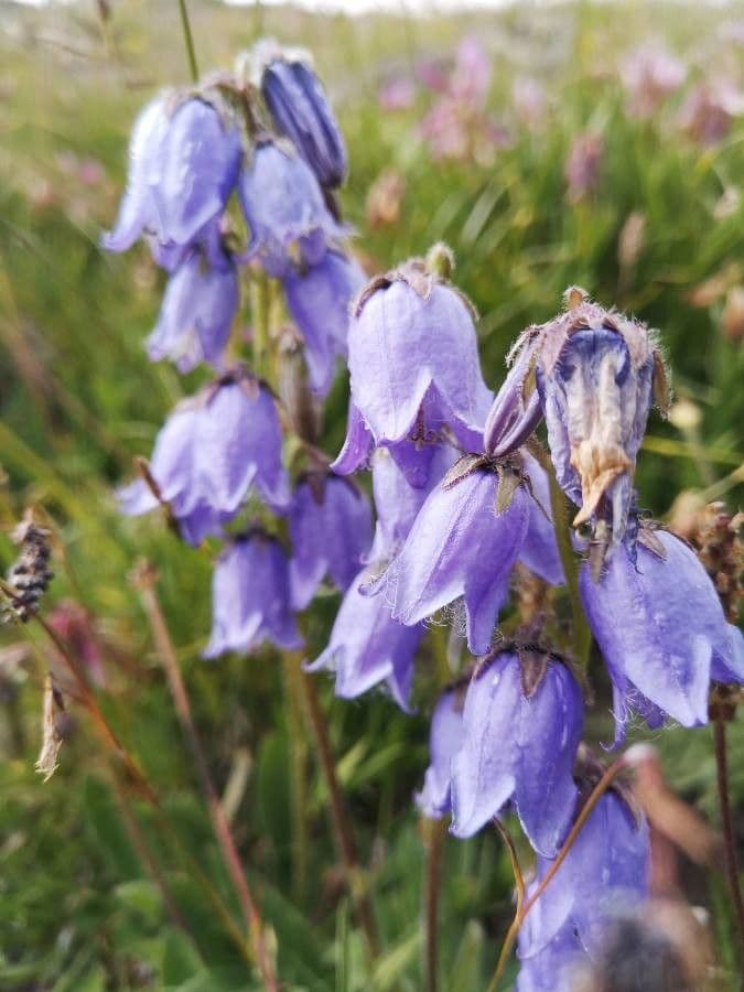 Campanula barbata