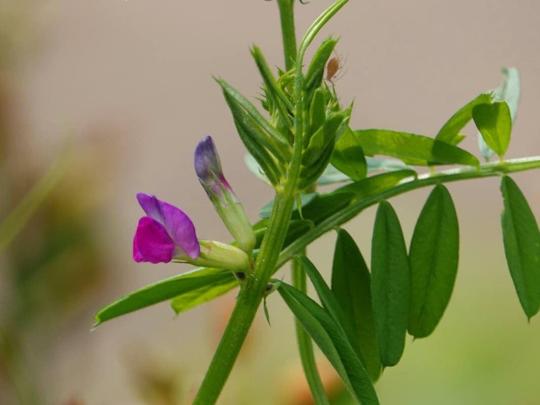 Vicia sativa