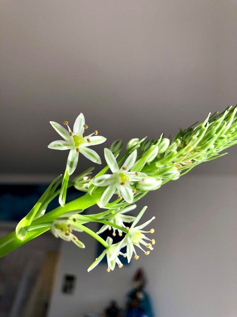 Albuca bracteata