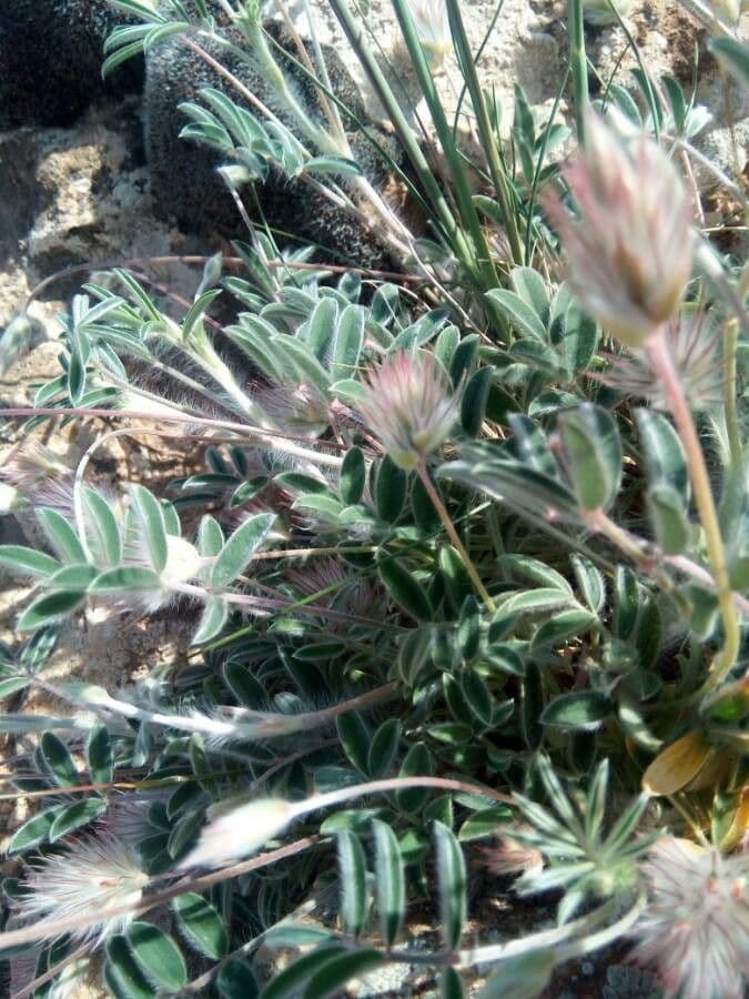 Ebenus pinnata