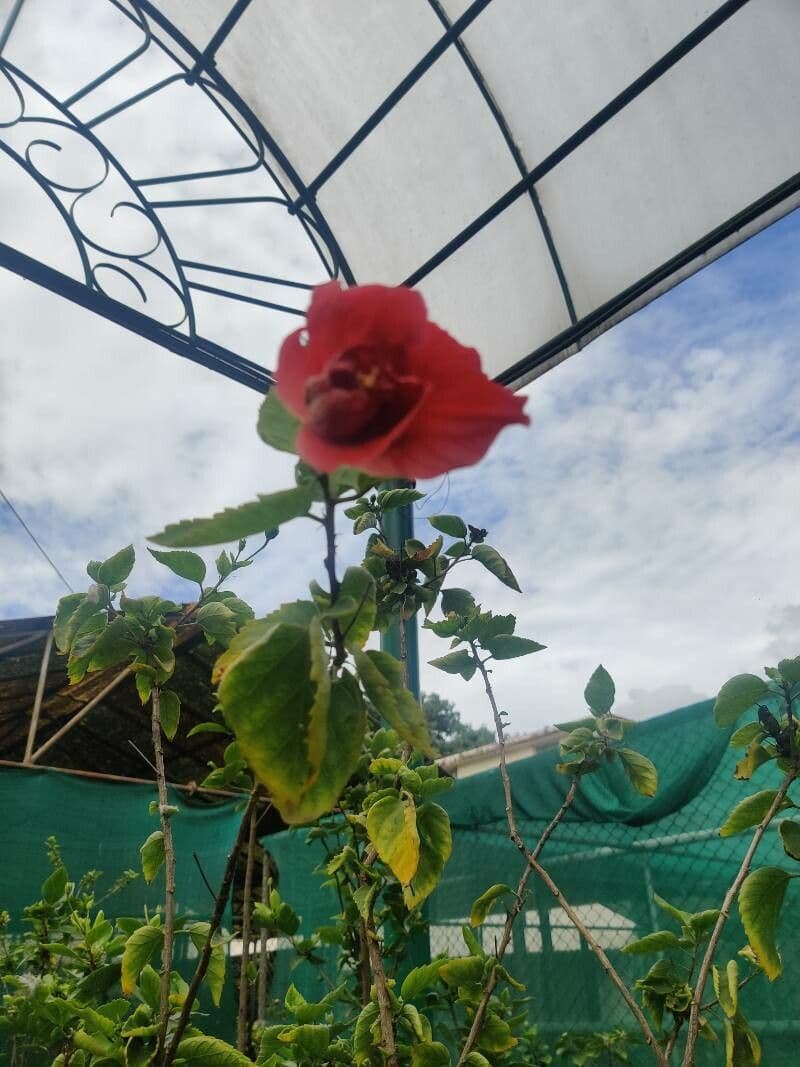 Hibiscus martianus