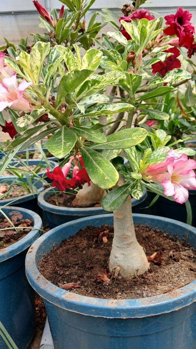 Adenium multiflorum