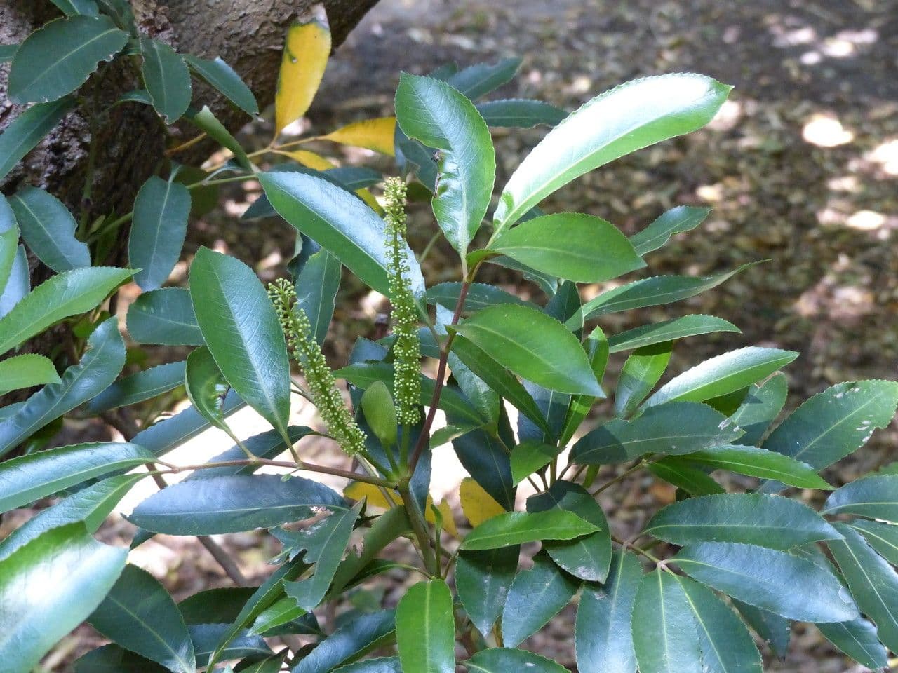 Cunonia capensis