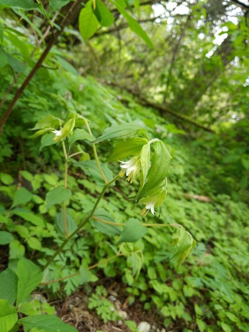 Prosartes hookeri