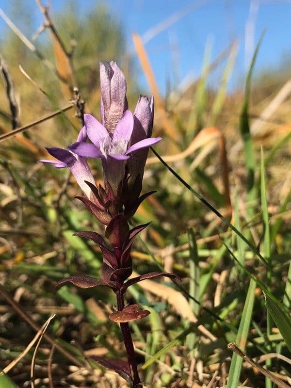 Gentianella germanica