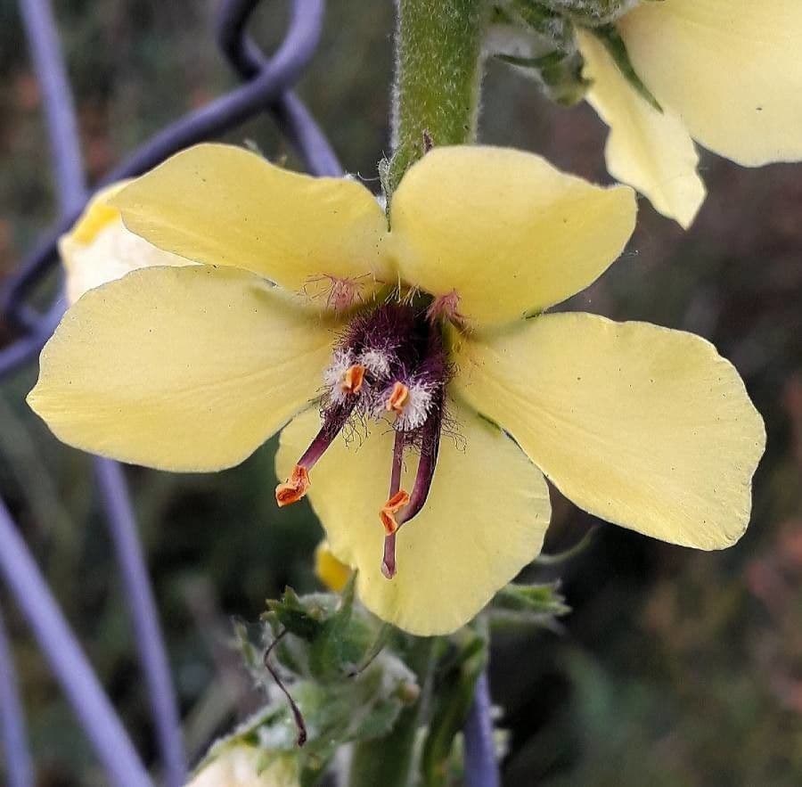 Verbascum blattaria