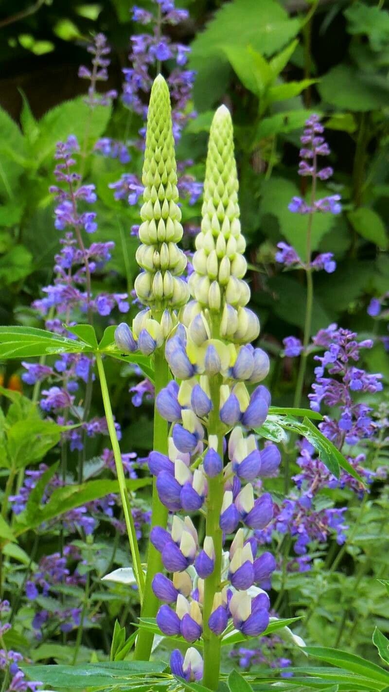 Lupinus perennis
