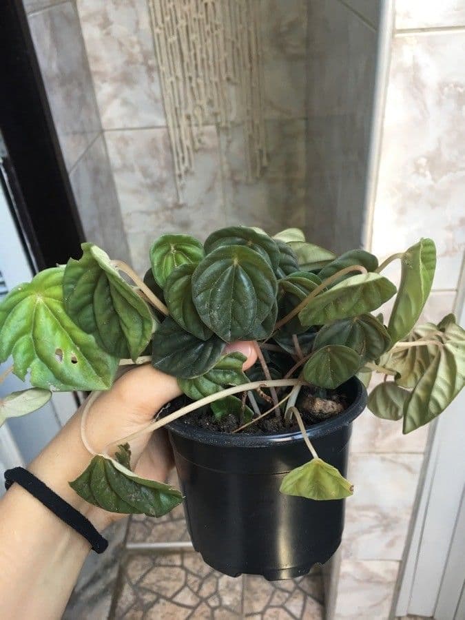 Peperomia argyreia