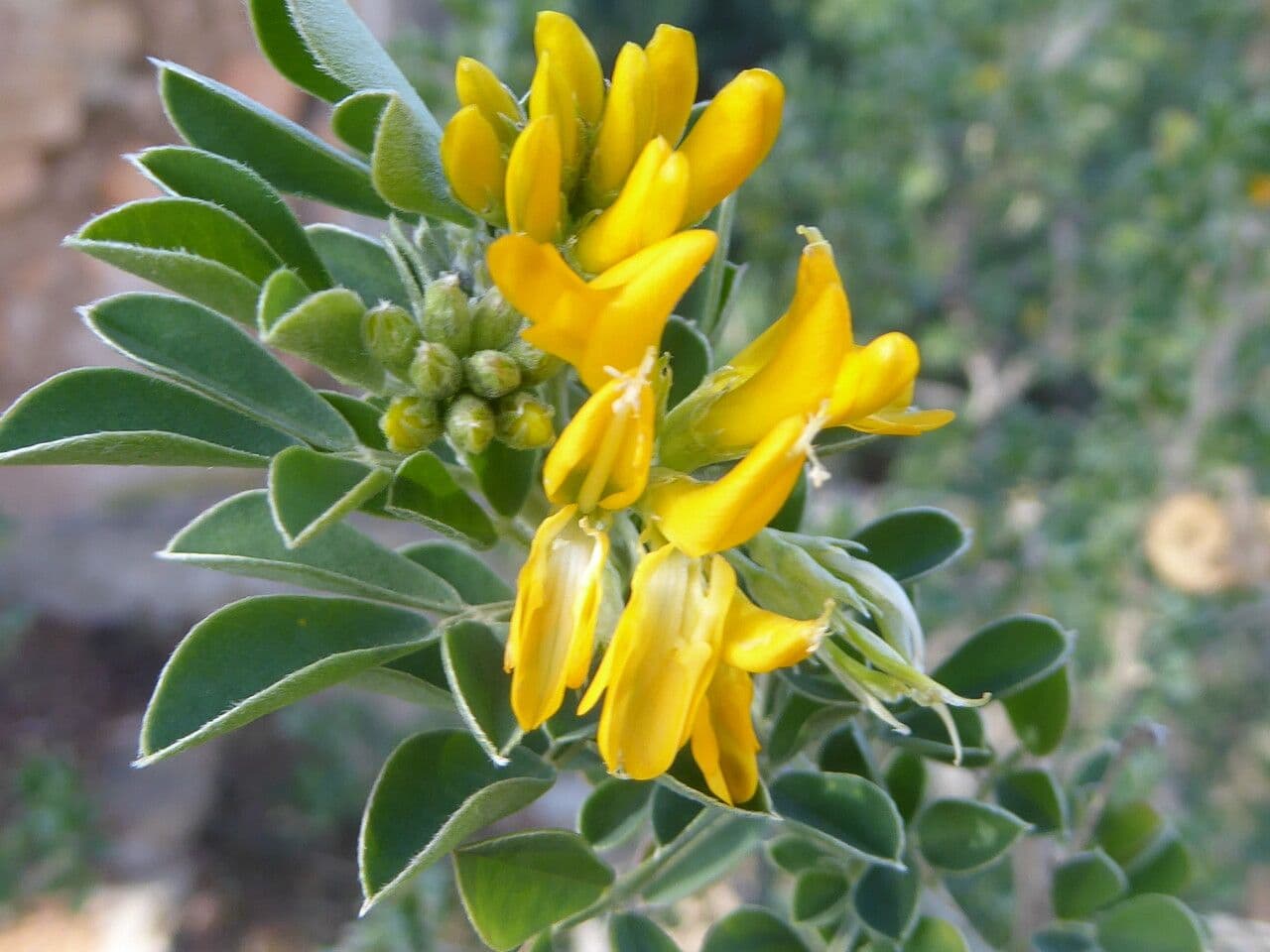 Medicago arborea