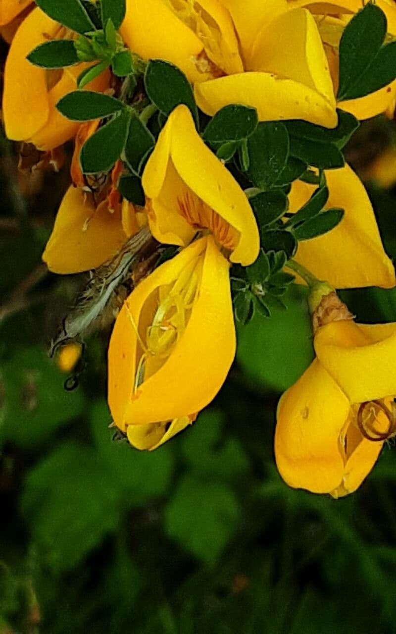 Cytisus decumbens