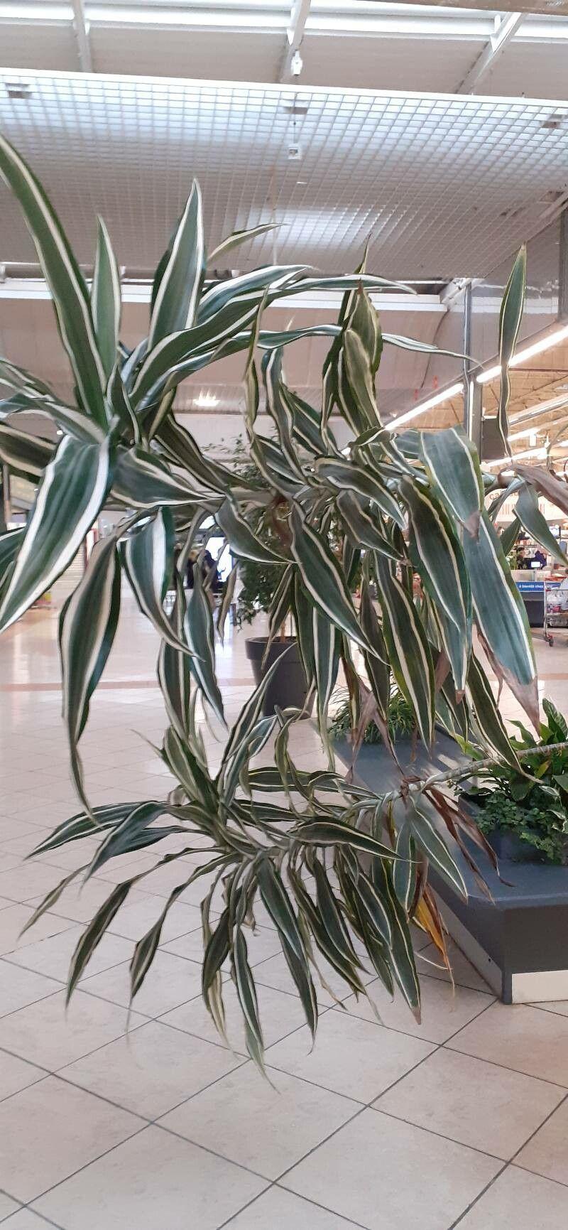 Dracaena braunii