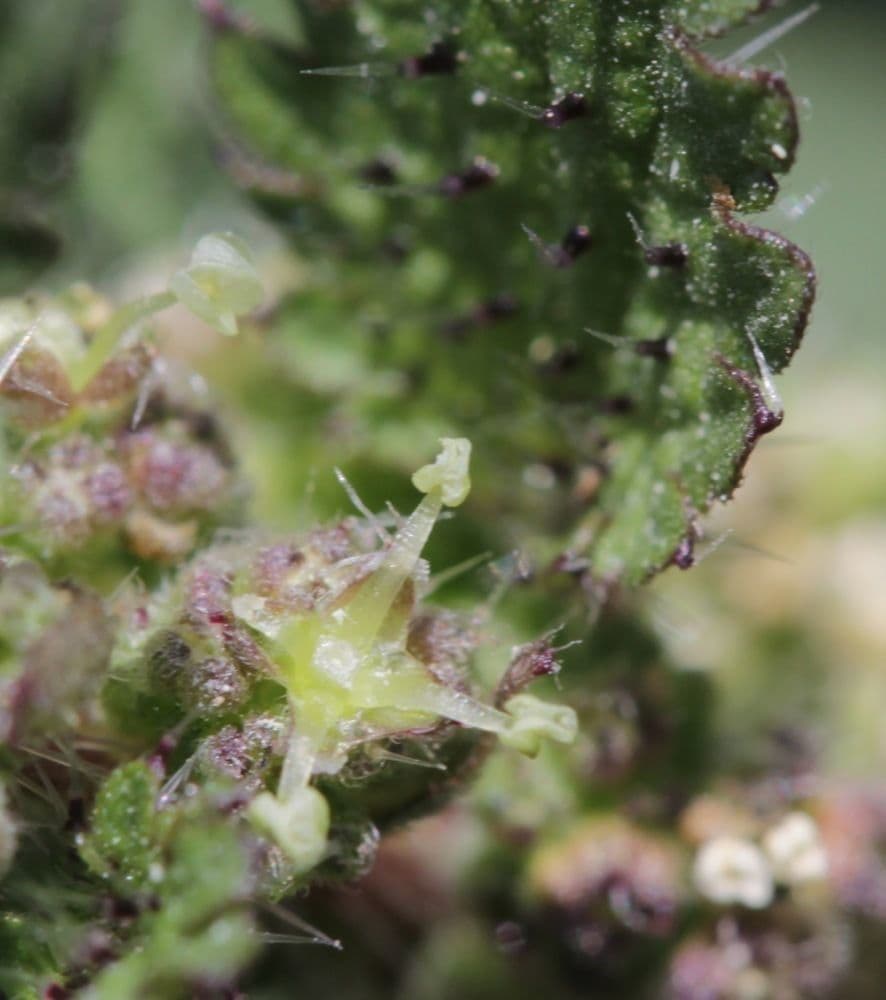 Urtica chamaedryoides