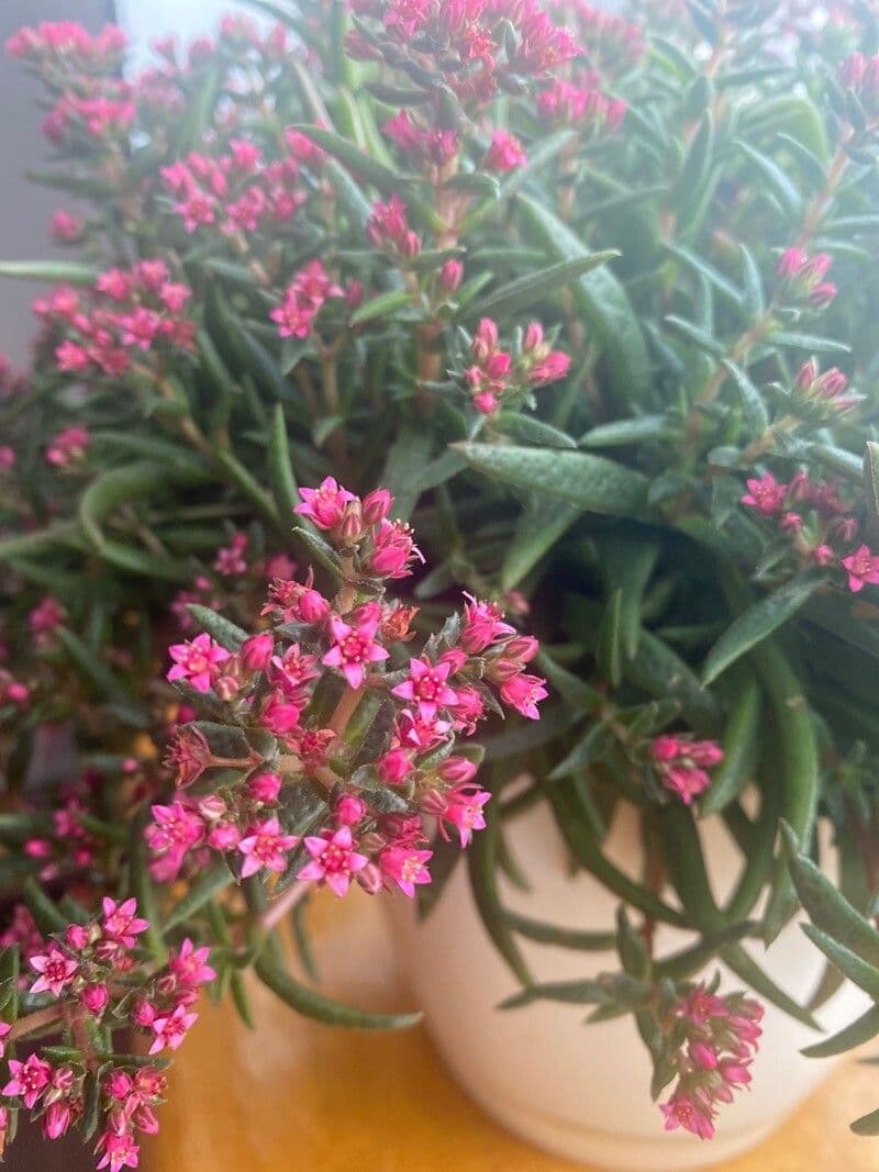 Crassula sarcocaulis