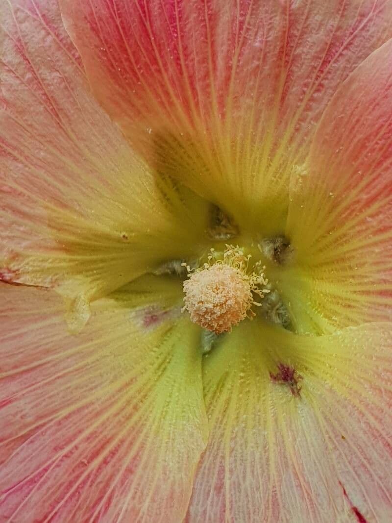 Alcea rosea