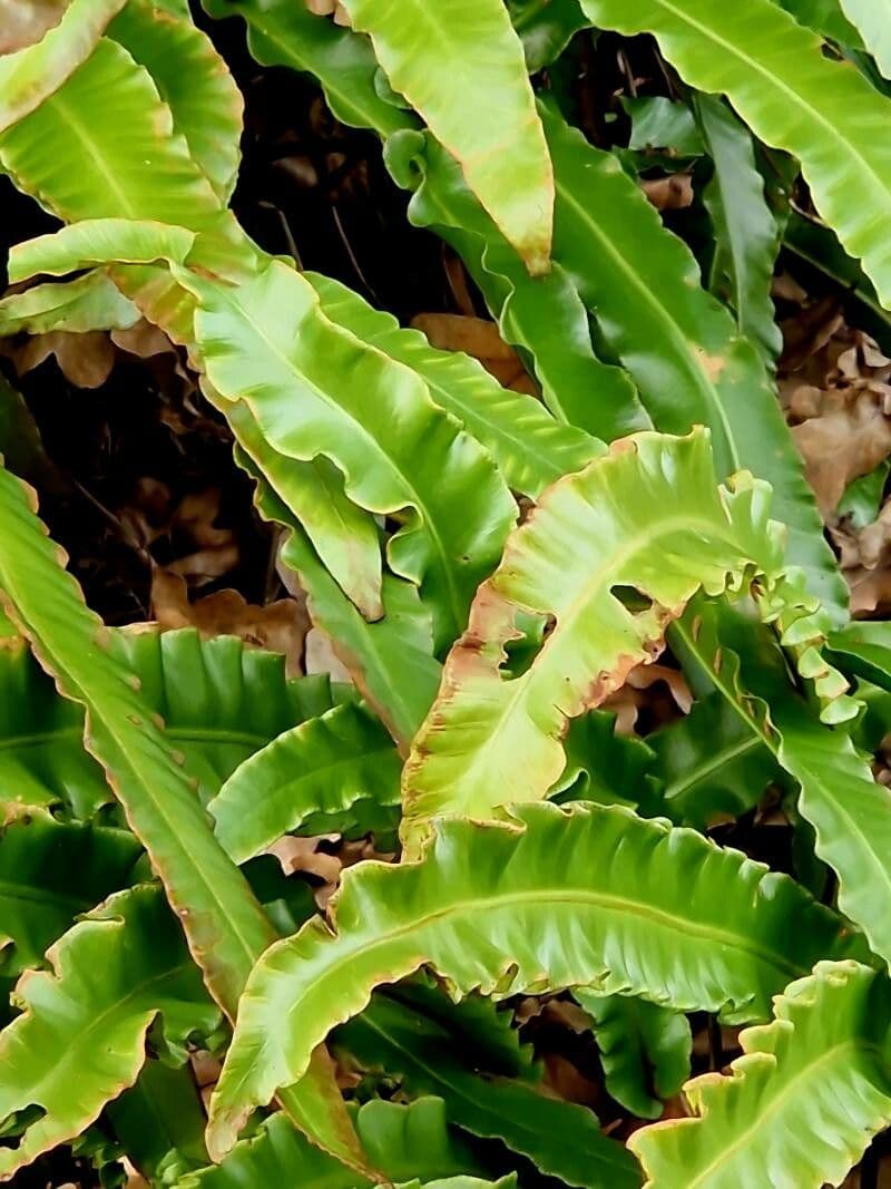 Asplenium scolopendrium