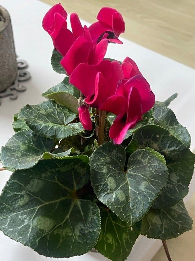 Cyclamen persicum