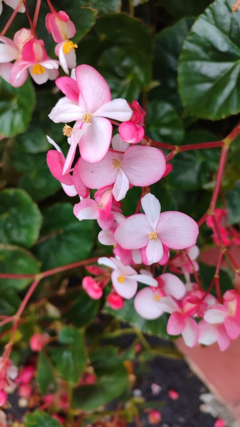 Begonia minor