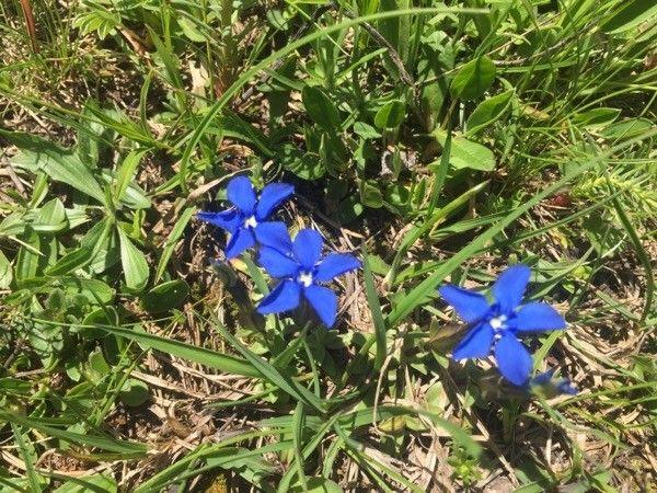 Gentiana nivalis