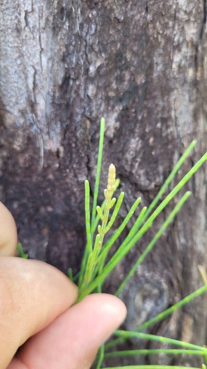 Casuarina equisetifolia