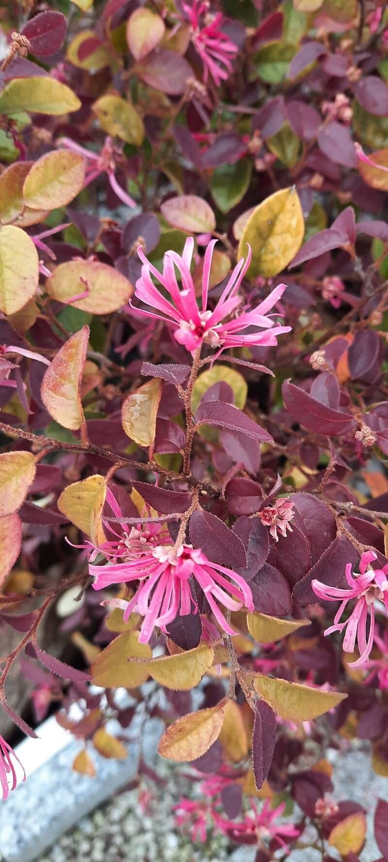 Loropetalum chinense