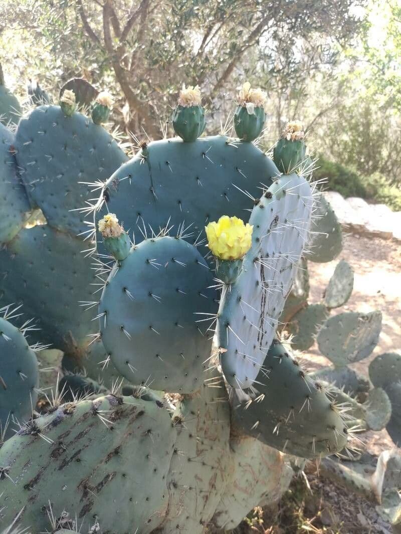 Opuntia robusta
