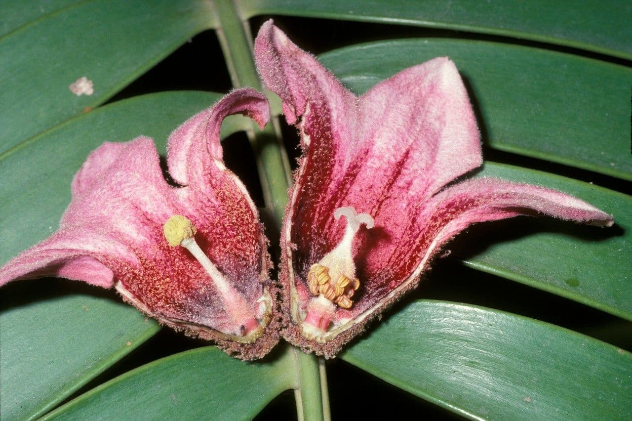 Brachychiton discolor