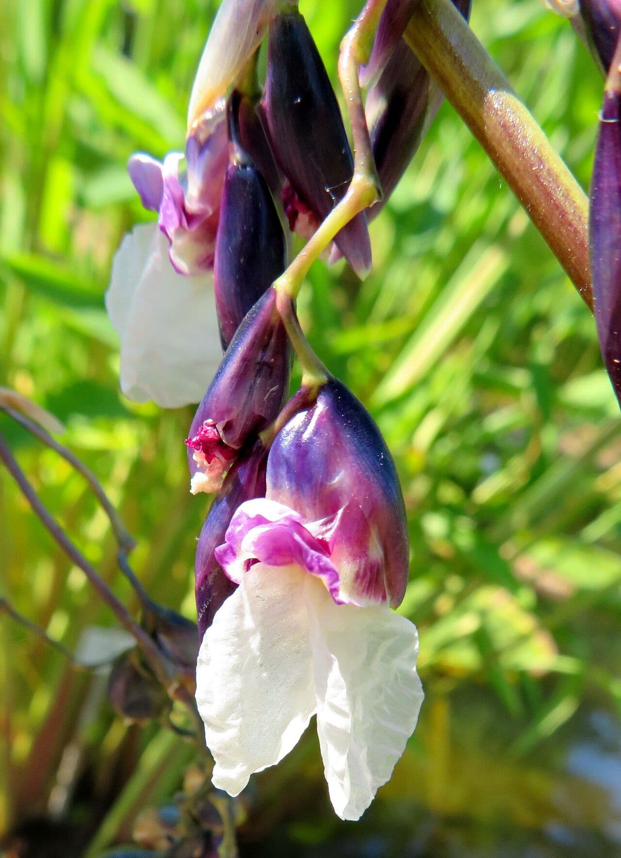 Thalia geniculata