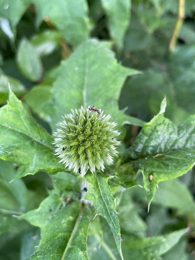 Echinops sphaerocephalus