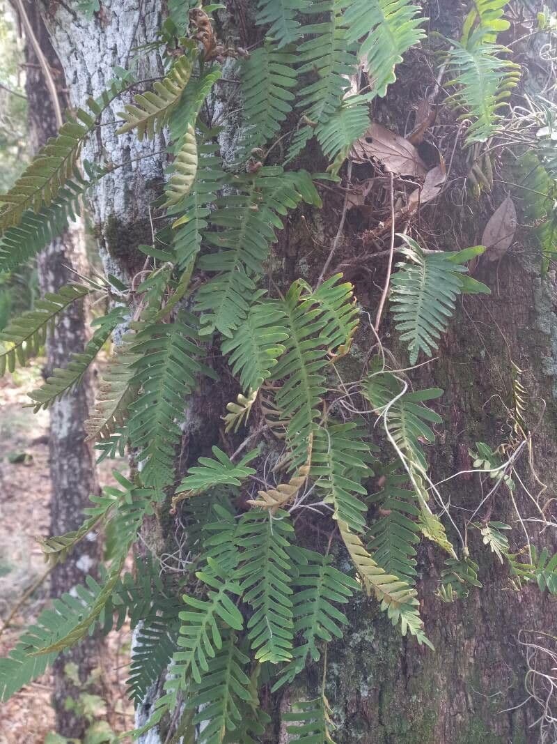 Pleopeltis polypodioides
